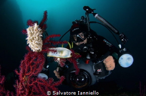 life in egg by Salvatore Ianniello 